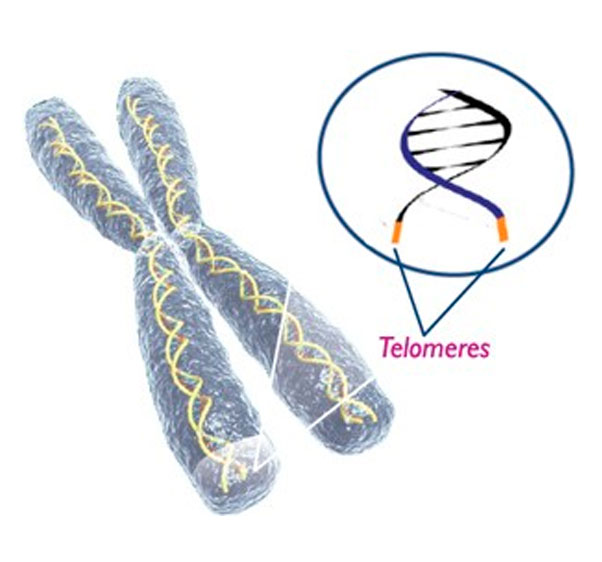 Telomer